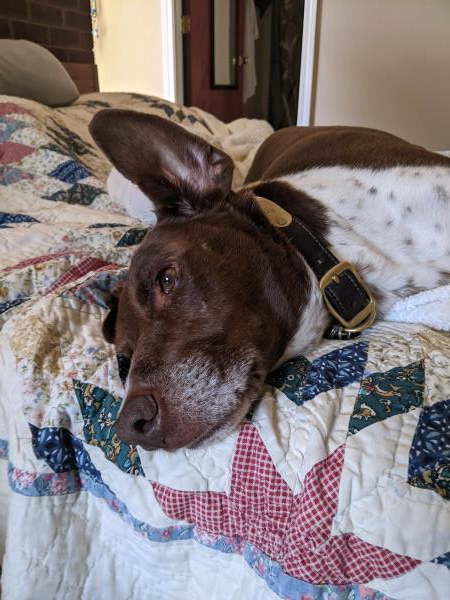 /images/uploads/southeast german shorthaired pointer rescue/segspcalendarcontest2021/entries/22042thumb.jpg